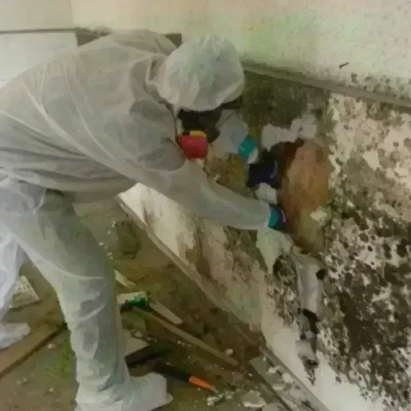 Mold Remediation and Removal in Cumming, GA